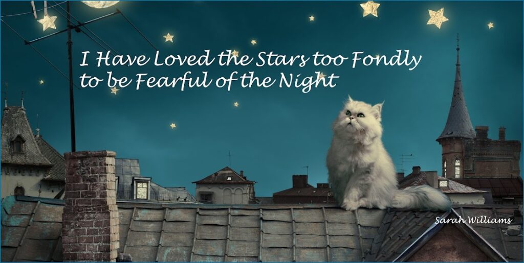 White Persian Cat on Roof
