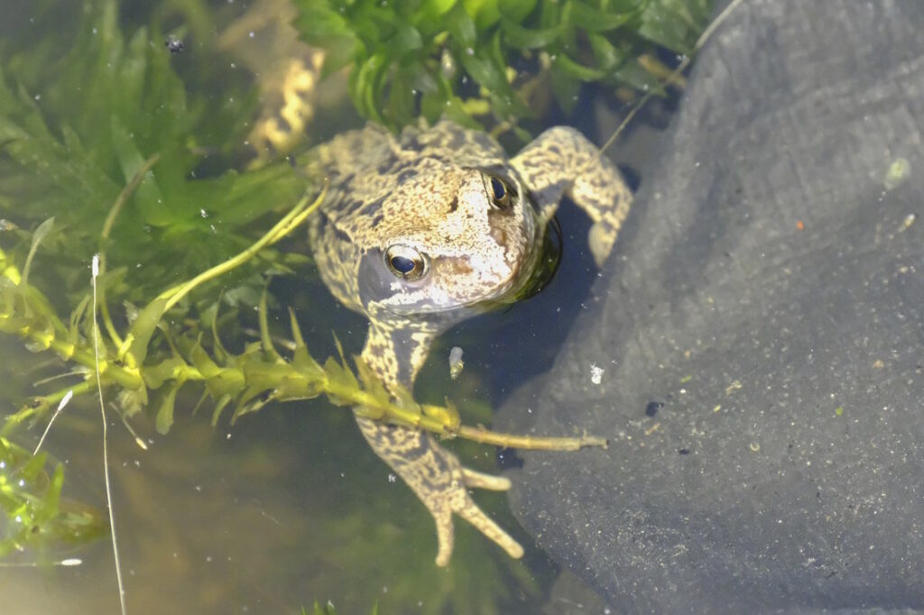 Froggie small